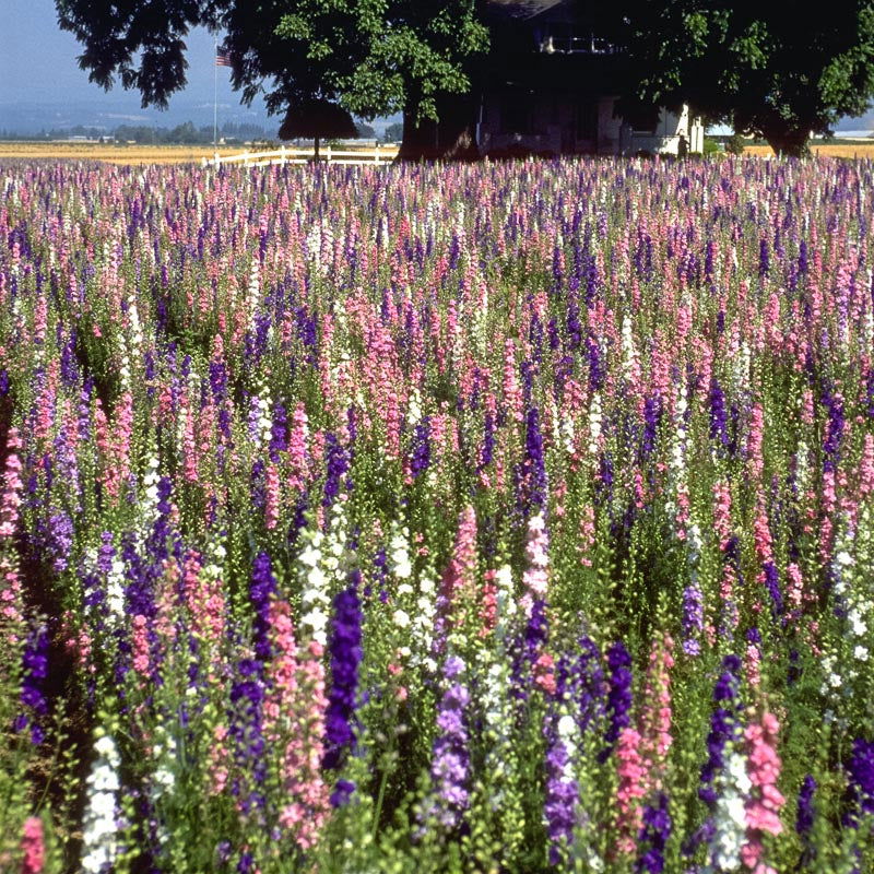 Larkspur Mix (1/4 lb) - Blessings Grow Meadows