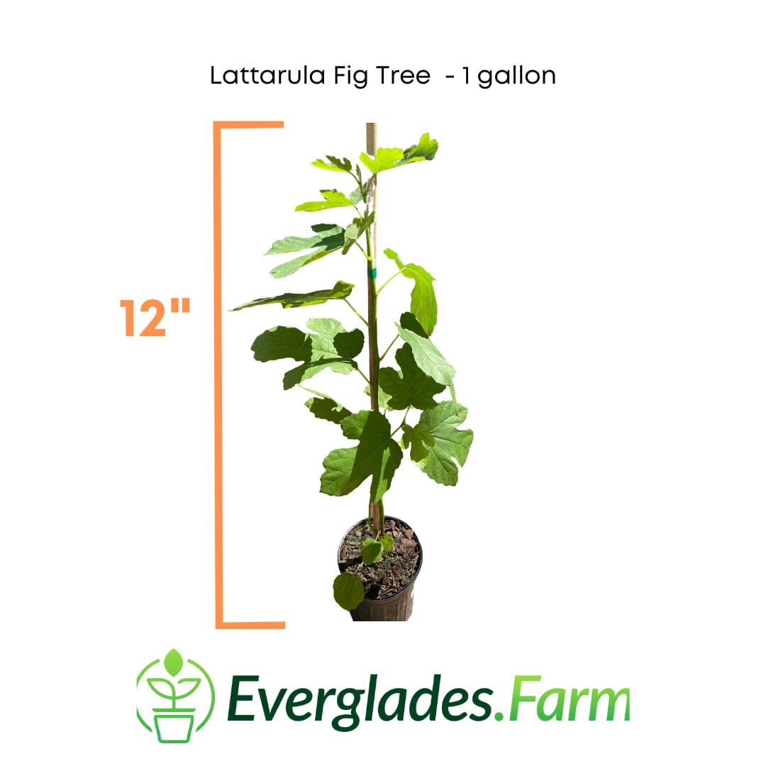 Lattarula Fig Tree - Blessings Grow Meadows -