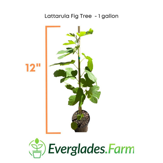 Lattarula Fig Tree - Blessings Grow Meadows -