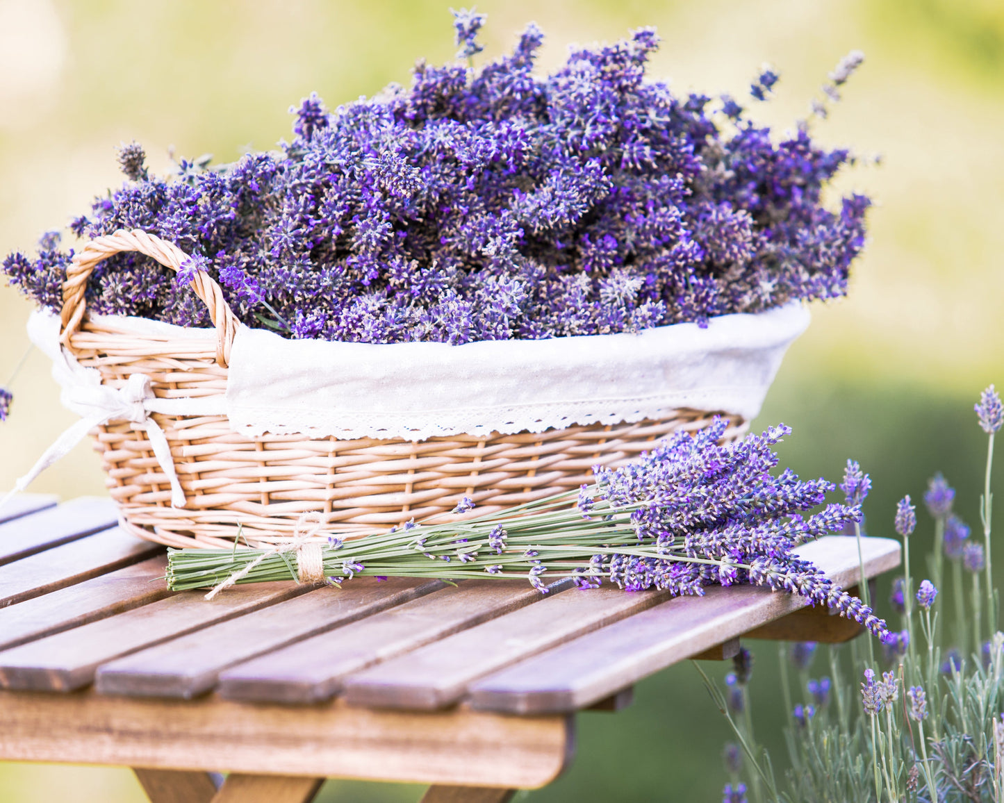 Set of four potted lavender Provence herb plants by Fresh Garden Living, displayed in baskets with green foliage and purple blooms.