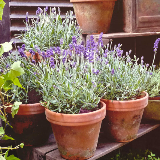 Set of 3 Fresh Garden Living Lavender Provence herb plants in quart pots, showcasing vibrant purple flowers and green foliage.