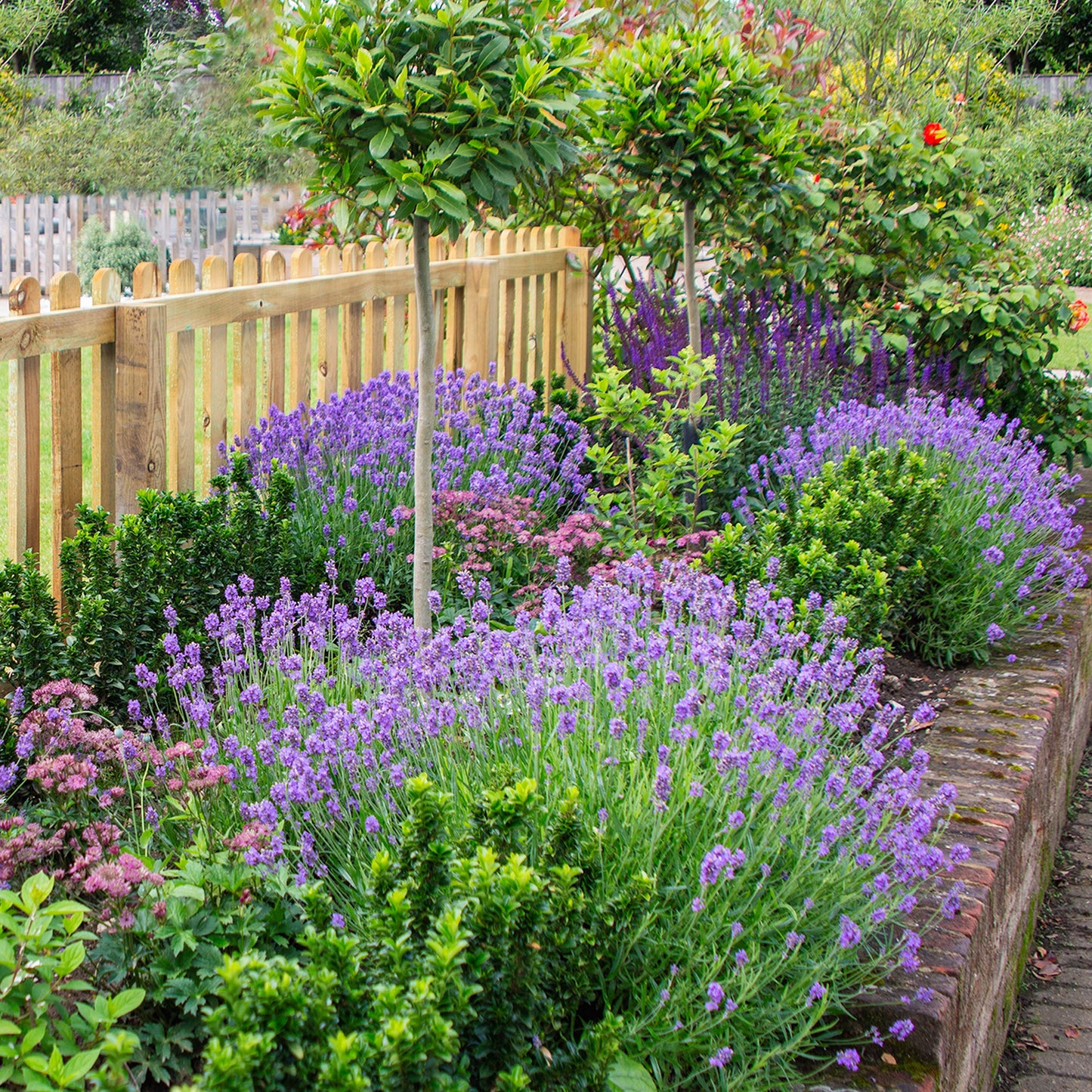 Set of 3 Fresh Garden Living Lavender Provence herb plants in quart pots, showcasing vibrant purple blooms and green foliage.