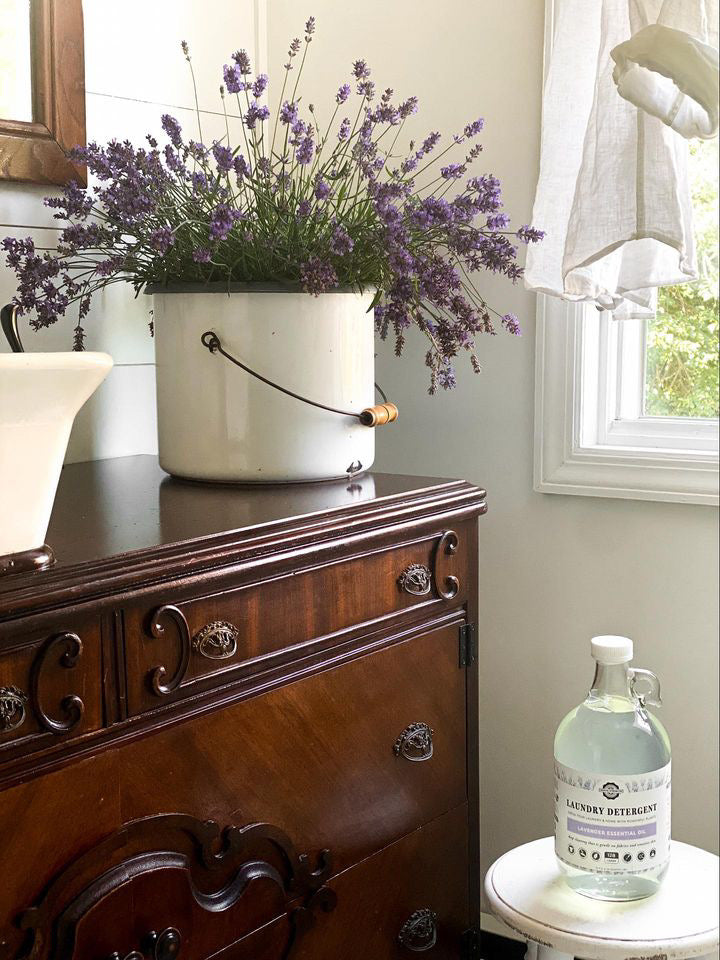 A glass bottle of Rustic Strength Laundry Detergent | Lavender sits on a white stool by a sunlit window, beside a white enamel bucket brimming with fresh lavender atop a polished wooden dresser.