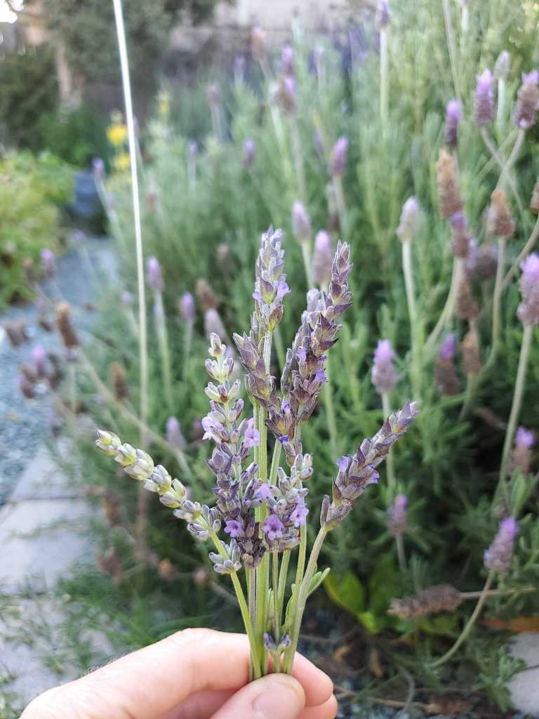 Lavender Salve - Blessings Grow Meadows -