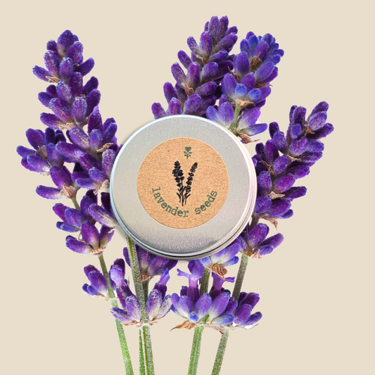 Lavender Seeds - Blessings Grow Meadows -