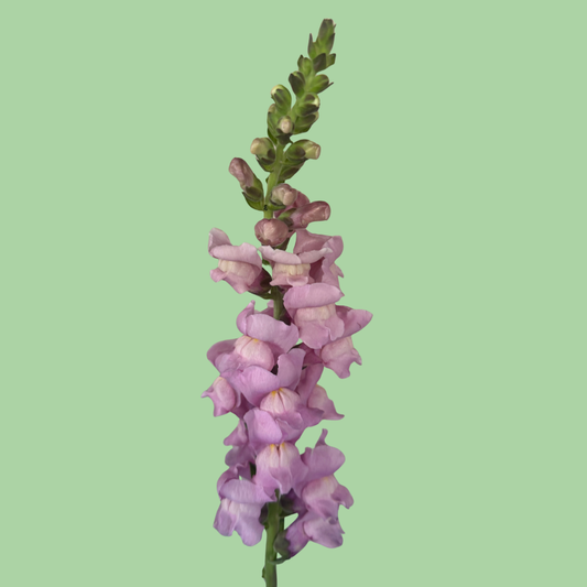 Close-up of Snapdragon Potomac Lavender seeds in a packet, showcasing small, dark seeds from John's Plant Adventures.