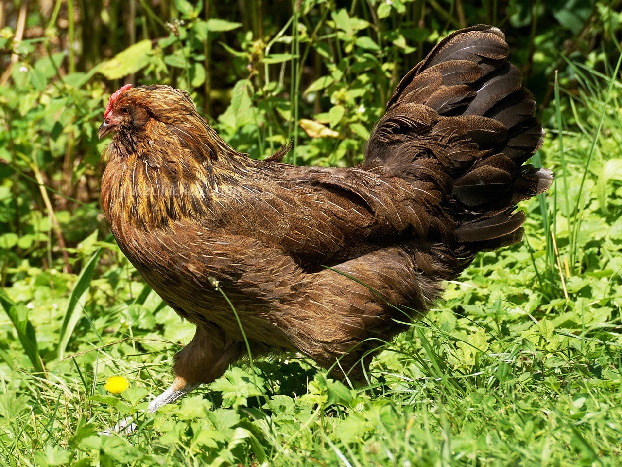 Easter Egger Chicks – Buy 10 + 5 Bonus Free (15 All-Female, Shipping Included) - Blessings Grow Meadows