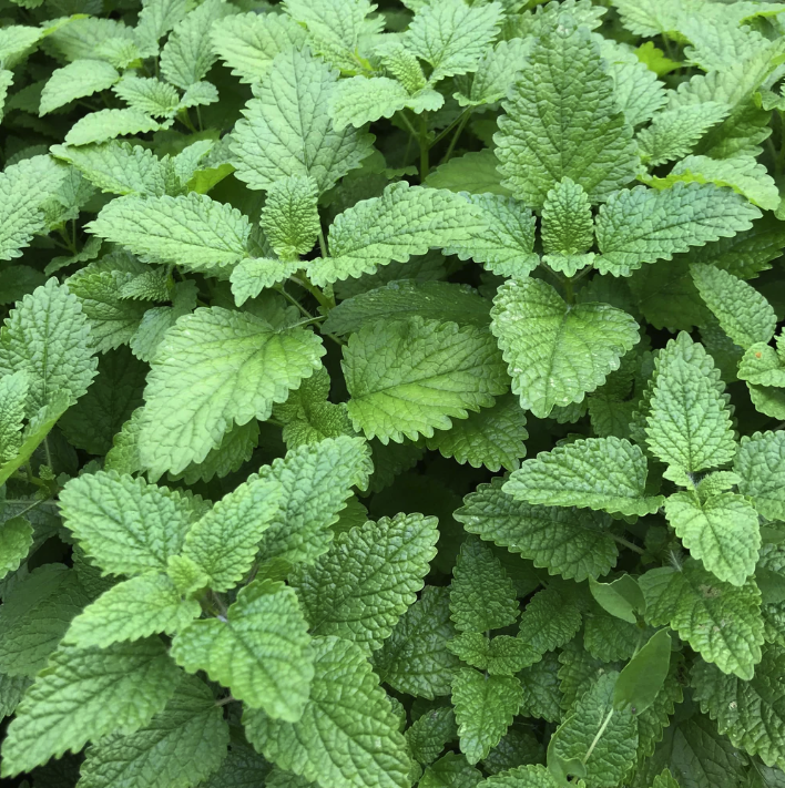 Lemon Balm Art Pack - Blessings Grow Meadows