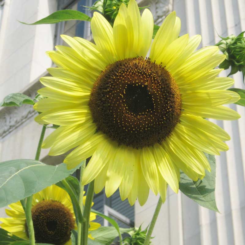 Lemon Queen Sunflower Seeds (Organic) - Blessings Grow Meadows