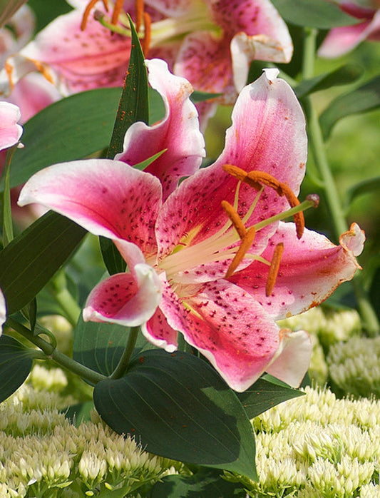 Bright Stargazer Oriental Lily bulbs from BloomingBulb, showing vibrant pink and white lily flowers and green foliage.
