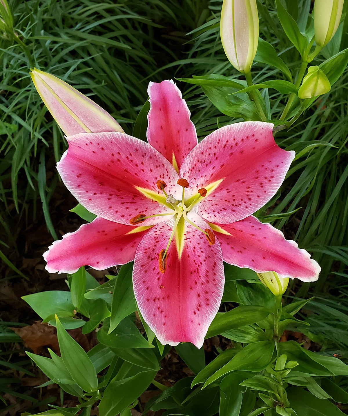 Stargazer Oriental Lily - 5 bulbs