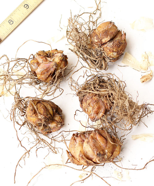 Five Stargazer Oriental Lily bulbs from BloomingBulb, showcasing white and pink lily bulbs ready for planting.