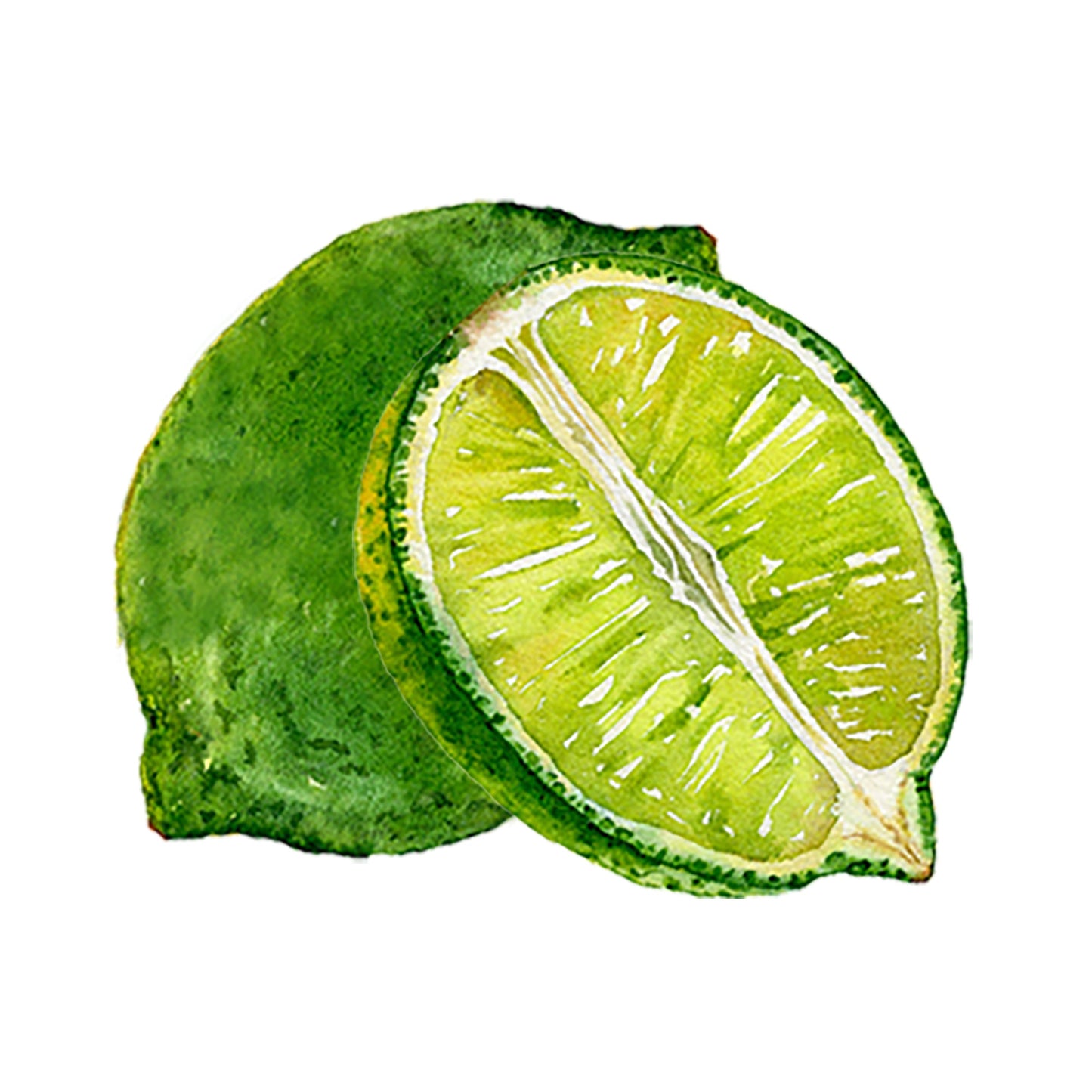 Watercolor illustration of Lime Essential Oil by Rustic Strength, depicting a whole lime and a juicy half, highlighting the citrus fruit known for its aromatic oils, set on a white background.