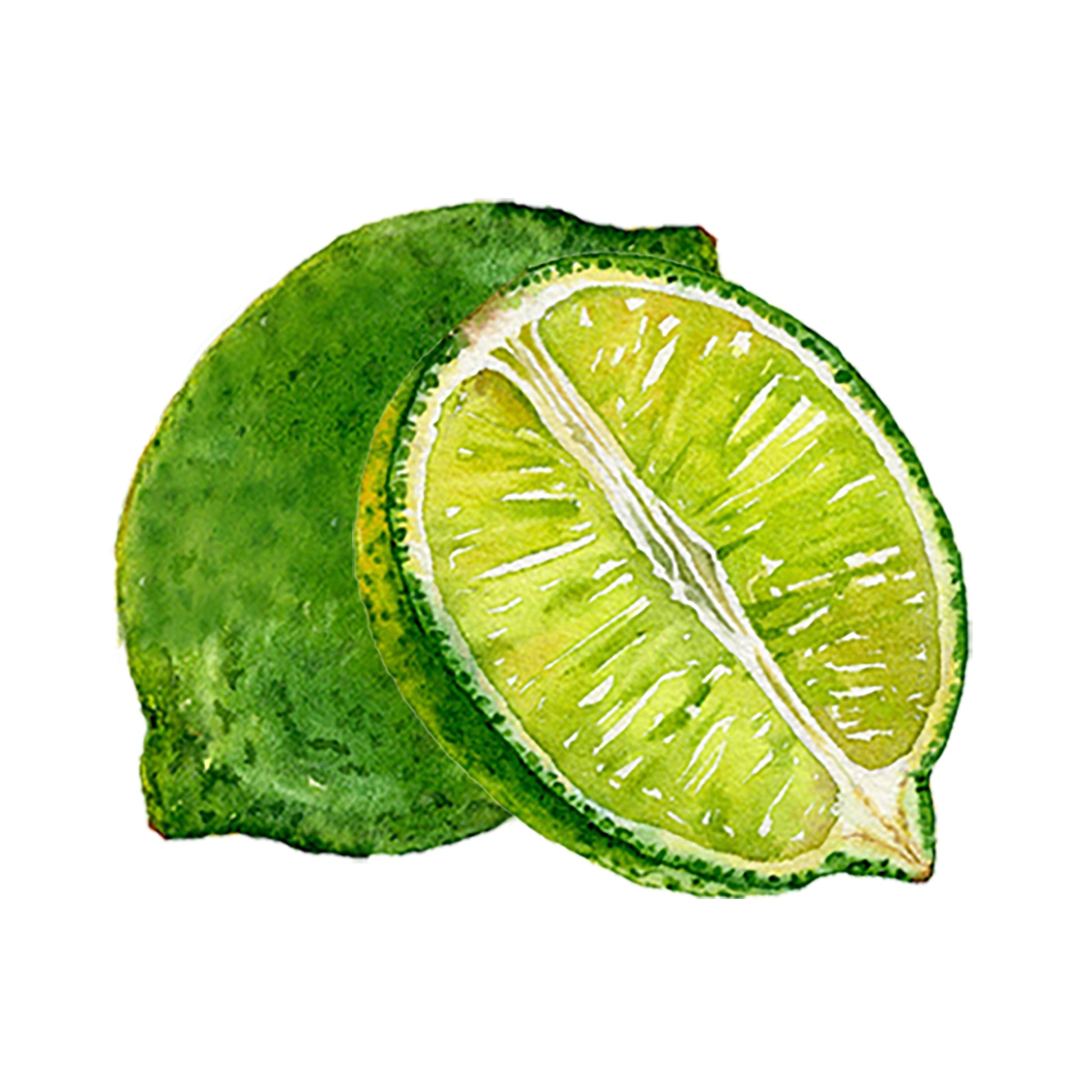 Watercolor illustration of Lime Essential Oil by Rustic Strength, depicting a whole lime and a juicy half, highlighting the citrus fruit known for its aromatic oils, set on a white background.