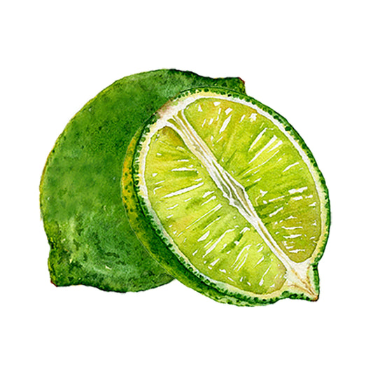 Watercolor illustration of Lime Essential Oil by Rustic Strength, depicting a whole lime and a juicy half, highlighting the citrus fruit known for its aromatic oils, set on a white background.