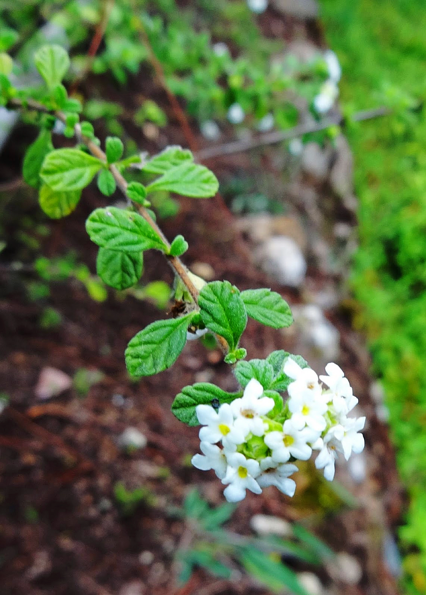 Fresh Jamaican Oregano herb with green leaves and small white flowers, native to Jamaica, from Sow Exotic.