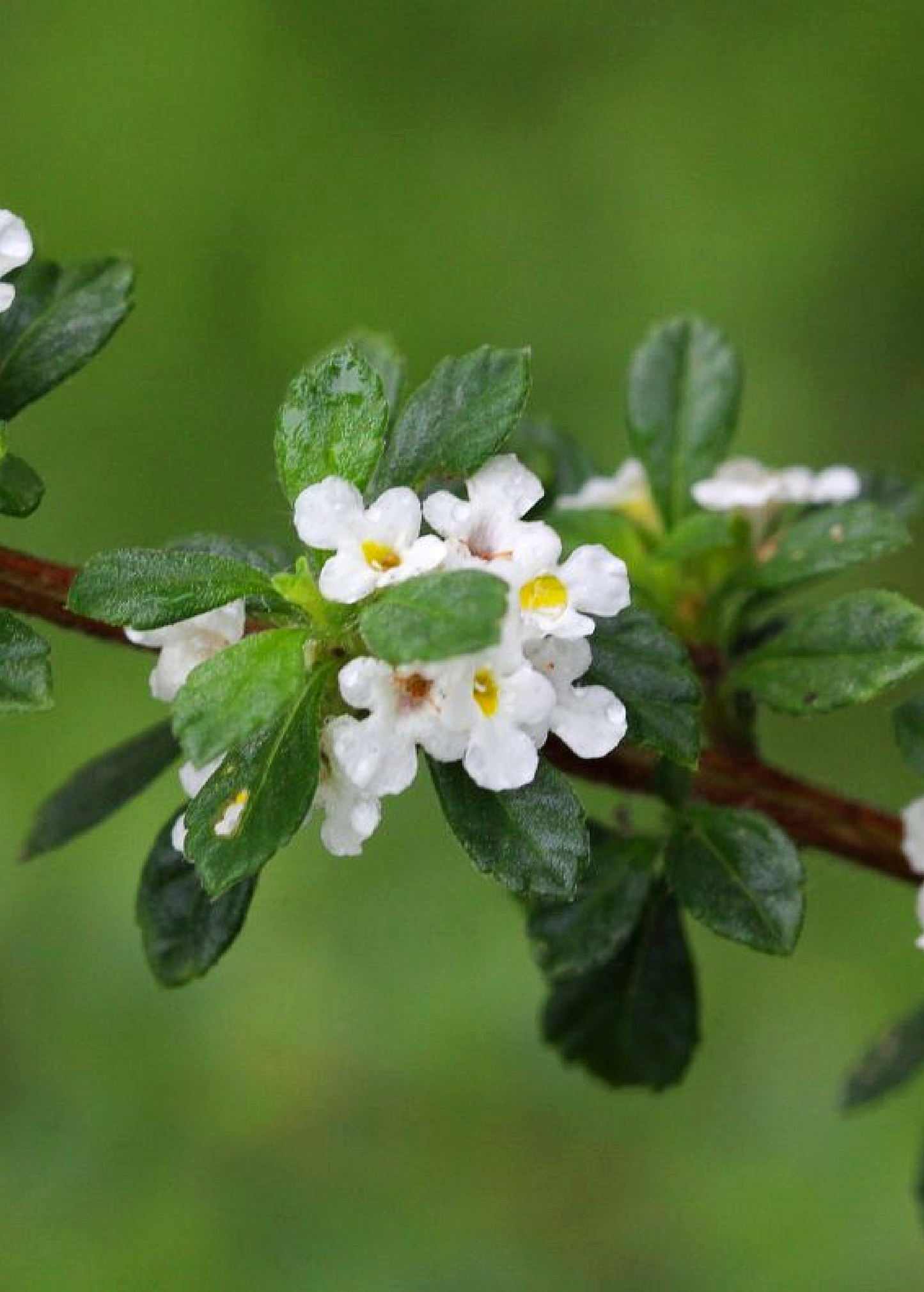 Close-up of Jamaican Oregano (Lippia micromera) herb shrub with green leaves and small white flowers.
