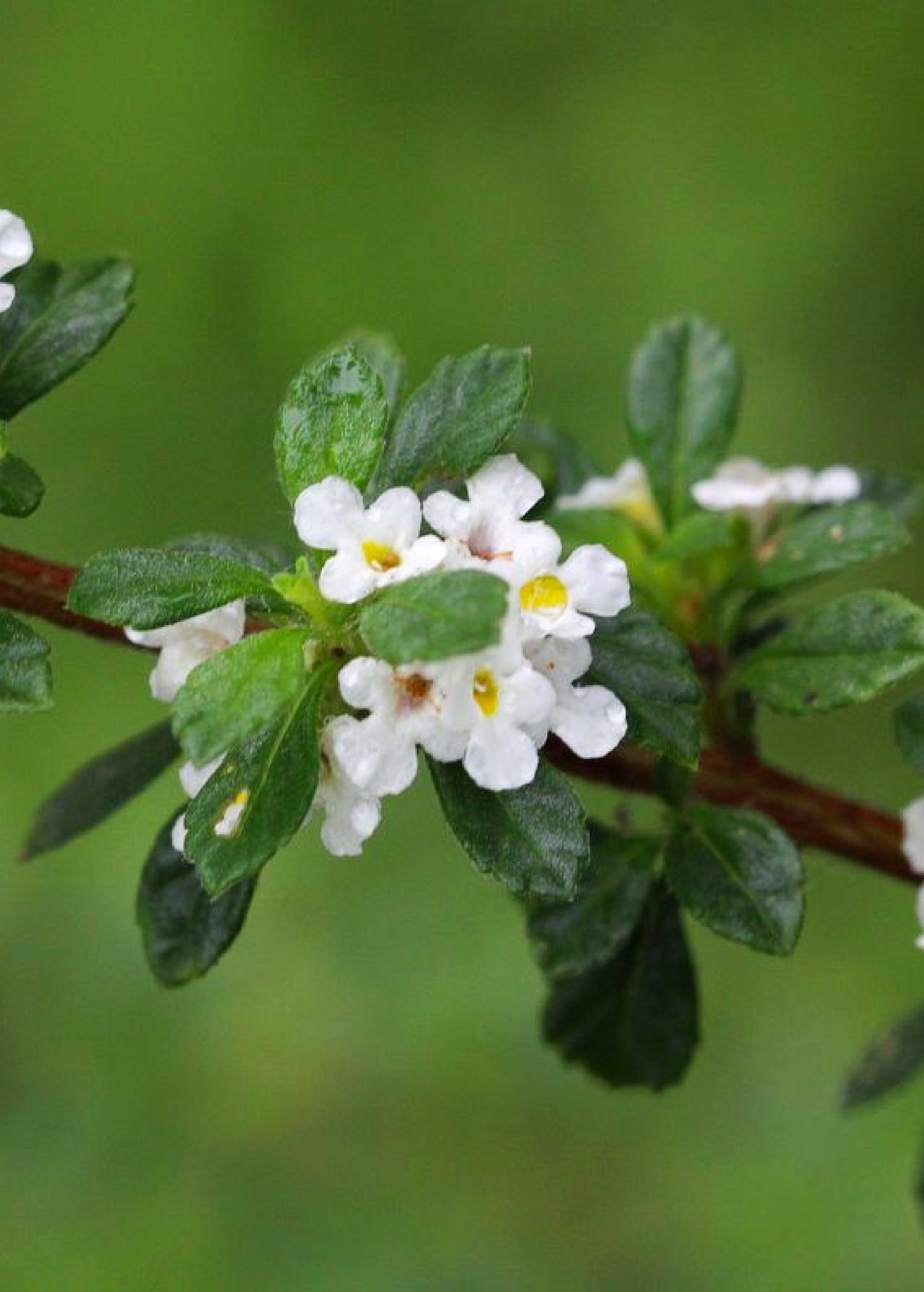 Close-up of Jamaican Oregano (Lippia micromera) herb shrub with green leaves and small white flowers.