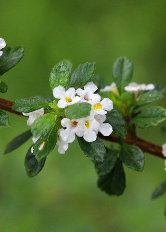 Close-up of Jamaican Oregano (Lippia micromera) herb shrub with green leaves and small white flowers.