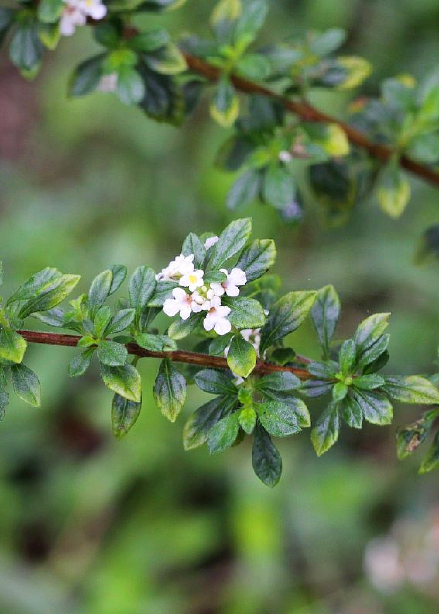 Close-up of Jamaican Oregano (Lippia micromera) herb with green leaves and small flowers, showing detailed foliage and plant structure.