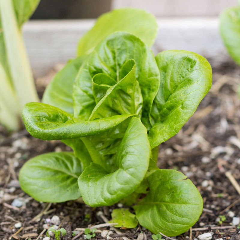 Little Gem Lettuce Seeds (Organic) - Blessings Grow Meadows