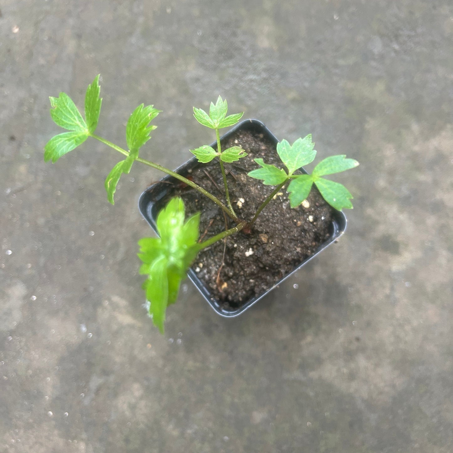 Lovage Live Plant – Levisticum officinale – Perennial Celery-Flavored Culinary Herb – Zones 4–8