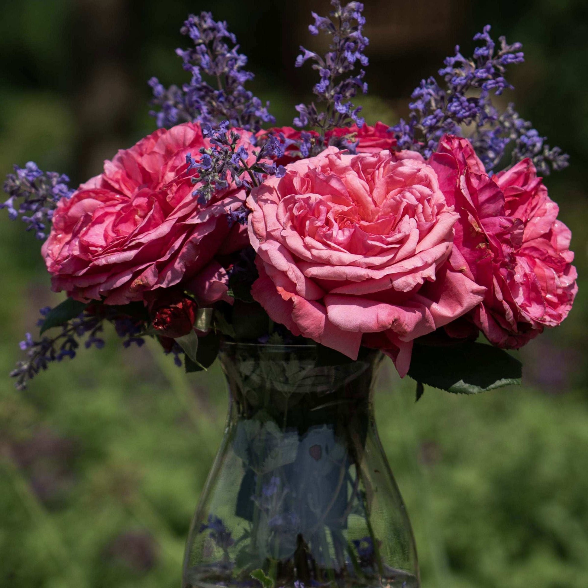 Fresh Garden Living Loves Me, Loves Me Not Rose plant in a 1.5-gallon pot with blooming pink roses and lush green foliage.