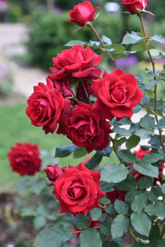 Fresh Garden Living Loves Promise rose plant in a 1.5-gallon pot with vibrant blooms and lush green foliage.