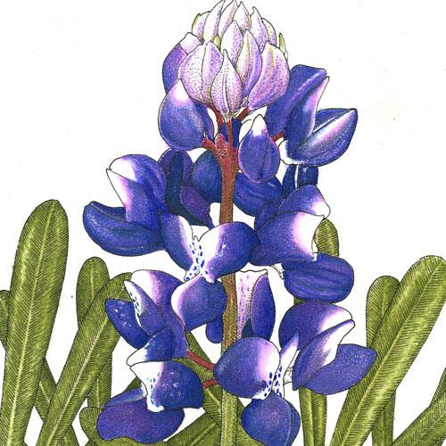 Lupine, Arroyo Blue (1/4 lb) - Blessings Grow Meadows