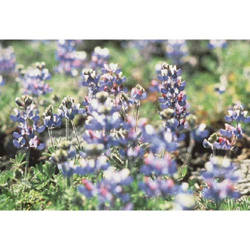 Lupine, Blue & White (1/4 lb) - Blessings Grow Meadows