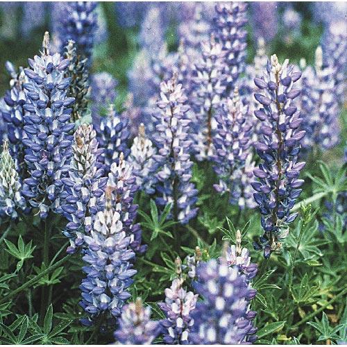 Lupine, Blue & White (lb) - Blessings Grow Meadows