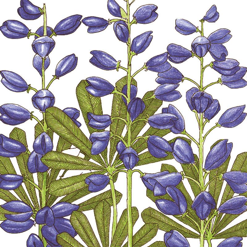 Lupine, Perennial (1/4 lb) - Blessings Grow Meadows