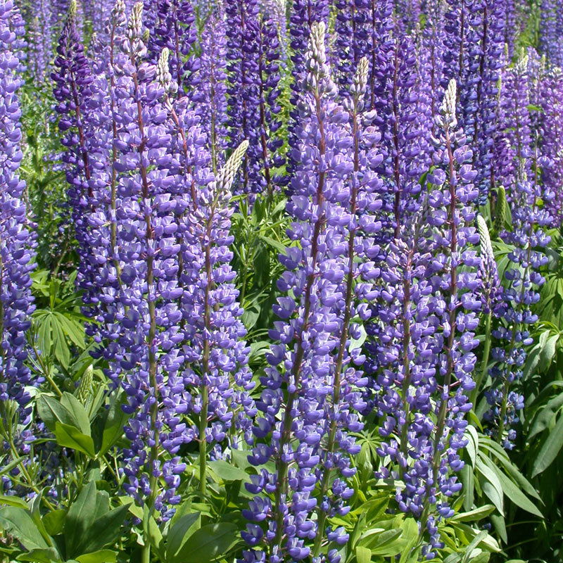 Lupine, Perennial (1/4 lb) - Blessings Grow Meadows