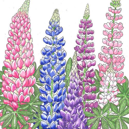 Lupine, Russell (lb) - Blessings Grow Meadows