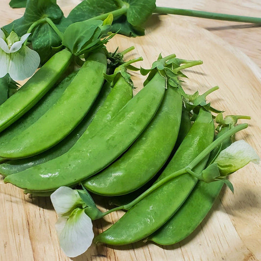 Sugar Snap Pea - Blessings Grow Meadows