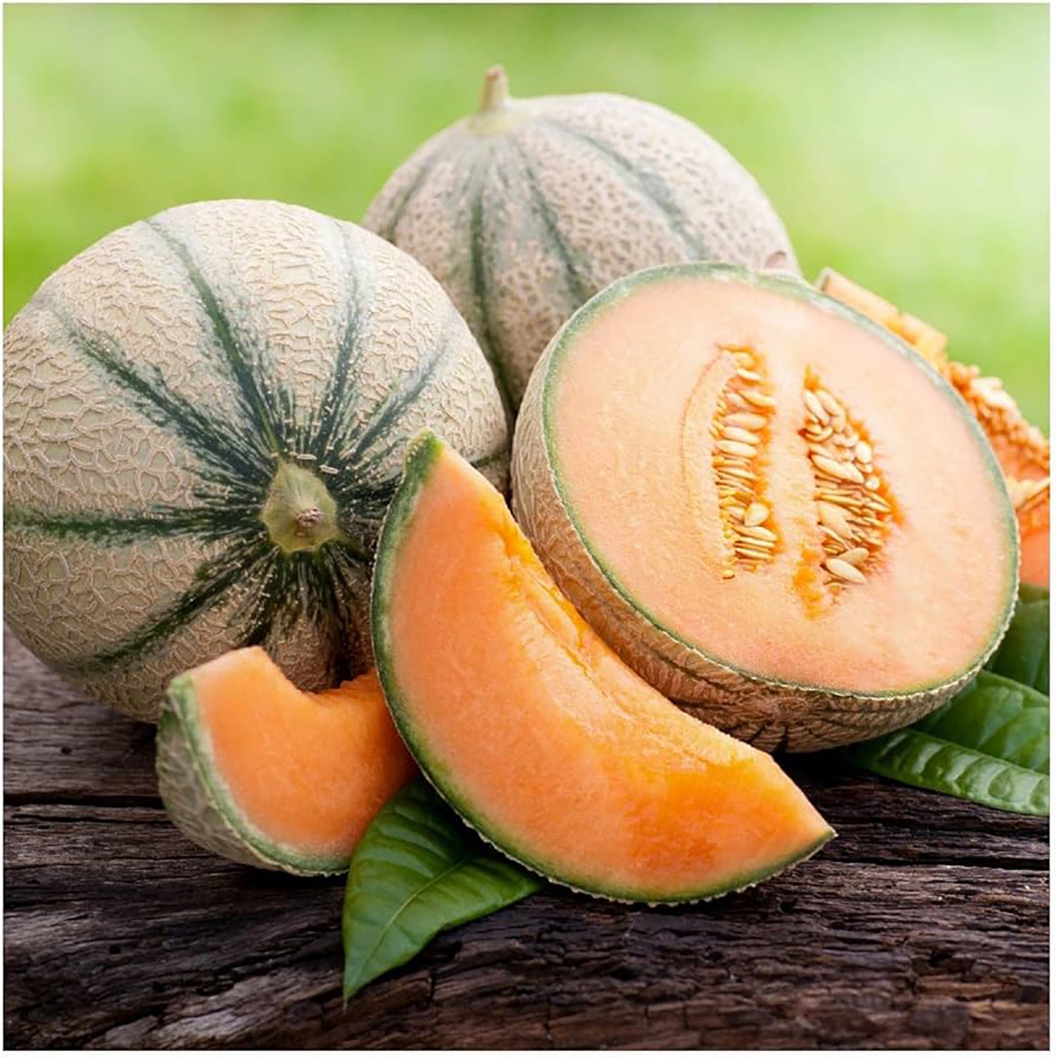 Planters Jumbo Cantaloupe - Blessings Grow Meadows