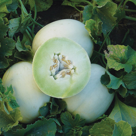 Green Flesh Honeydew Melon - Blessings Grow Meadows