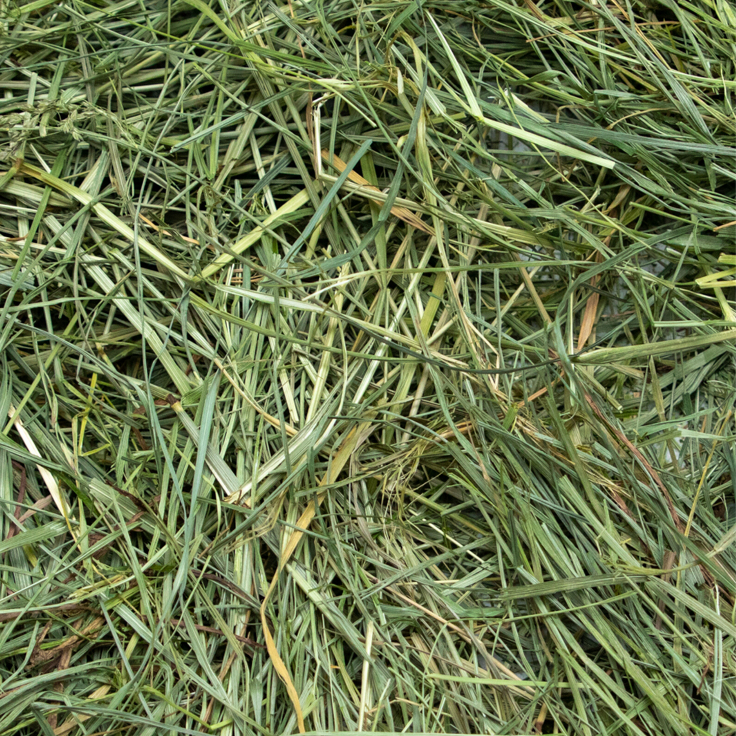 Rabbit Hole Hay Ultra Premium Mountain Grass - Rabbit Hole Hay ~ Blessings Grow Meadows