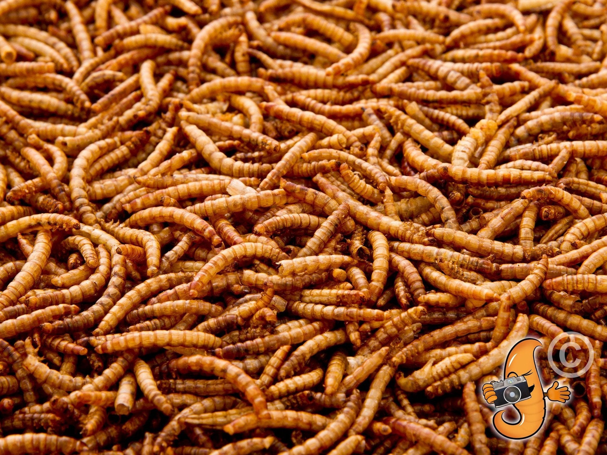 11Lbs Chubby Dried Mealworms - Blessings Grow Meadows
