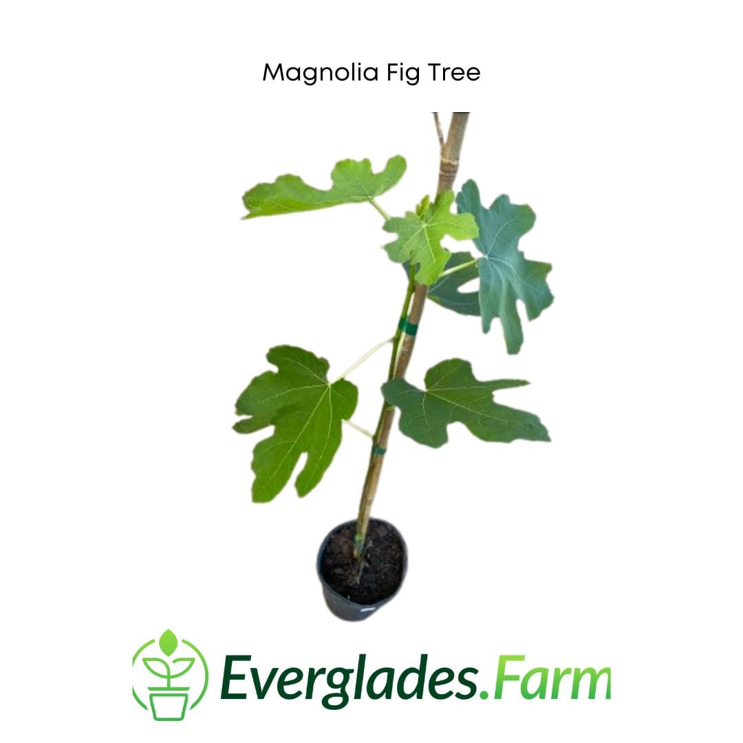 Magnolia Fig Tree - Blessings Grow Meadows -