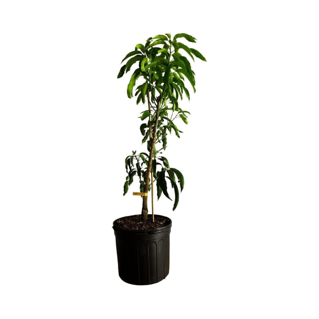 Cogshall Mango Tree Dwarf, Grafted