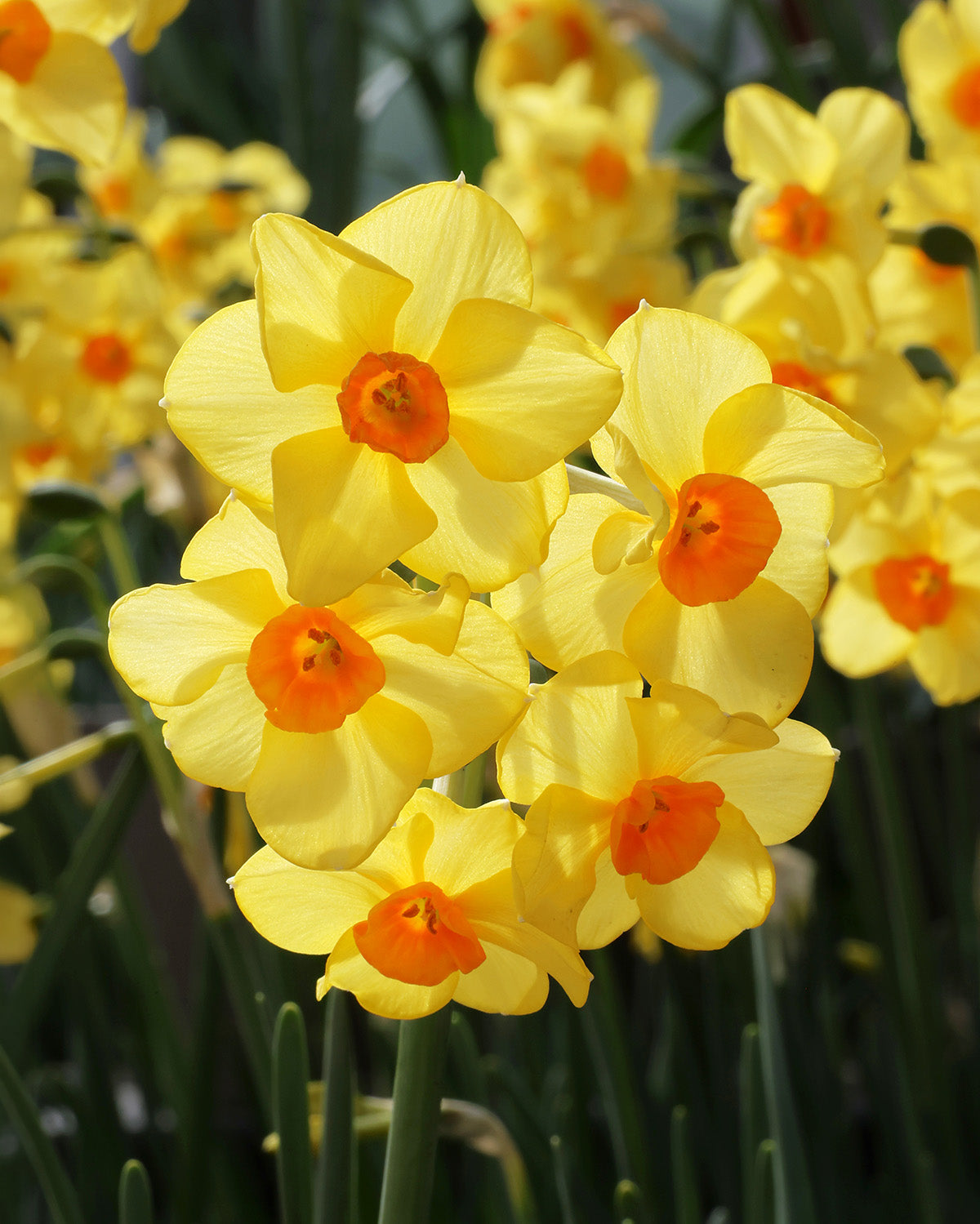 Martinette Jonquilla Daffodil - 10 bulbs