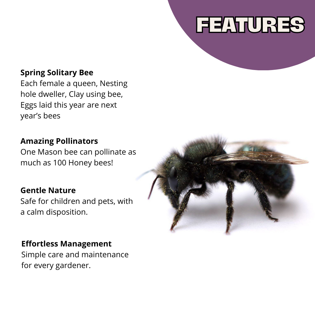 Buy Mason Bees | 40+ OBA Certified Cocoons with Free 2 Day Shipping - Blessings Grow Meadows