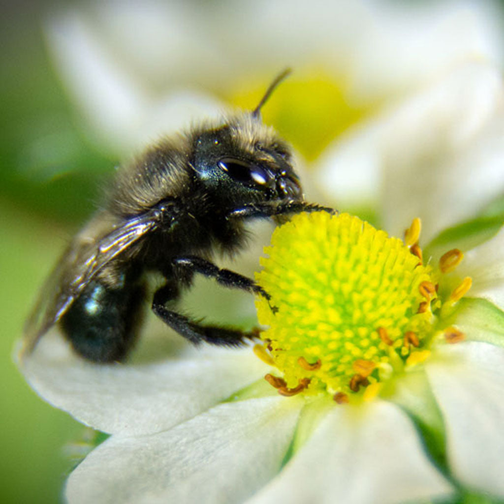 Buy Mason Bees | 40+ OBA Certified Cocoons with 2 Day Shipping