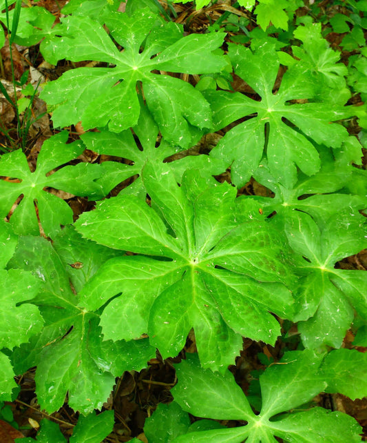 May-Apple wildflowers from BloomingBulb with five root divisions, showcasing lush green leaves and emerging flower buds.