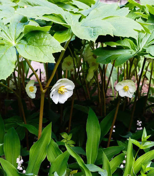 May-Apple wildflower with five root divisions, shown in bloom, featuring green leaves and delicate white flowers by BloomingBulb.