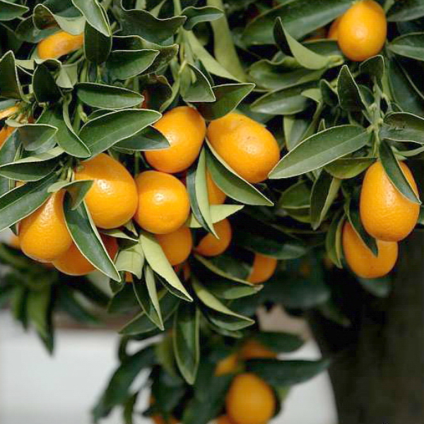 Meiwa Kumquat