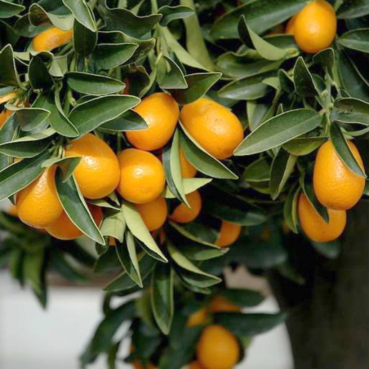 Meiwa Kumquat