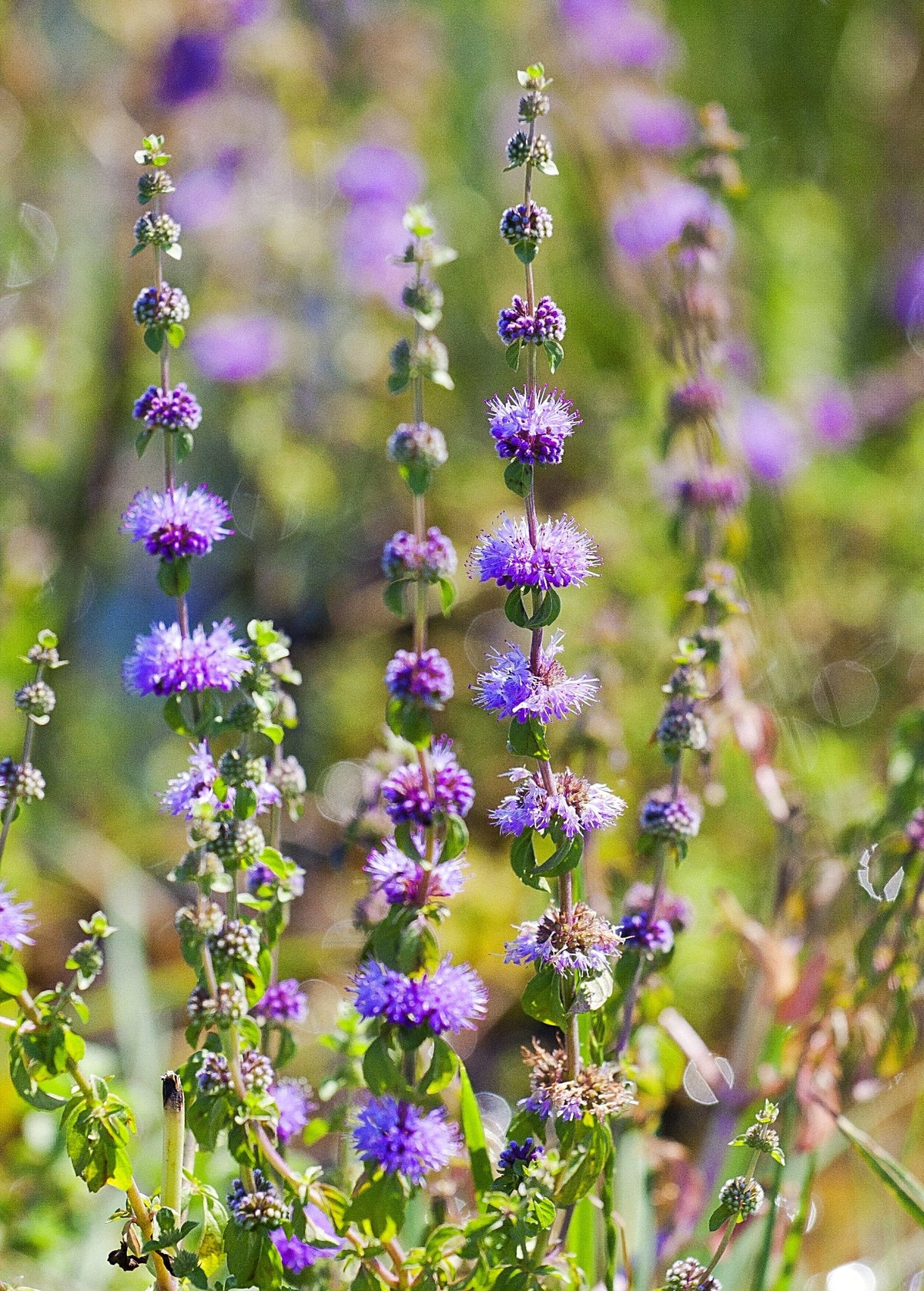 Pennyroyal herb from Sow Exotic, showing its dense green leaves and compact growth habit, used for culinary and medicinal purposes.