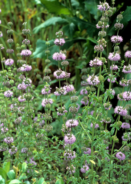 Fresh Pennyroyal herb (Mentha pulegium) from Sow Exotic, with vibrant green leaves in a nursery setting.